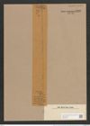 Synedra ulna var. chaseana B. W. Thomas (de-Toni-Nr.: Genus 66, Species 2584) Zeichnungen Sammlung Grunow Nr. 5202 (NHMW-BOT-W0373565)